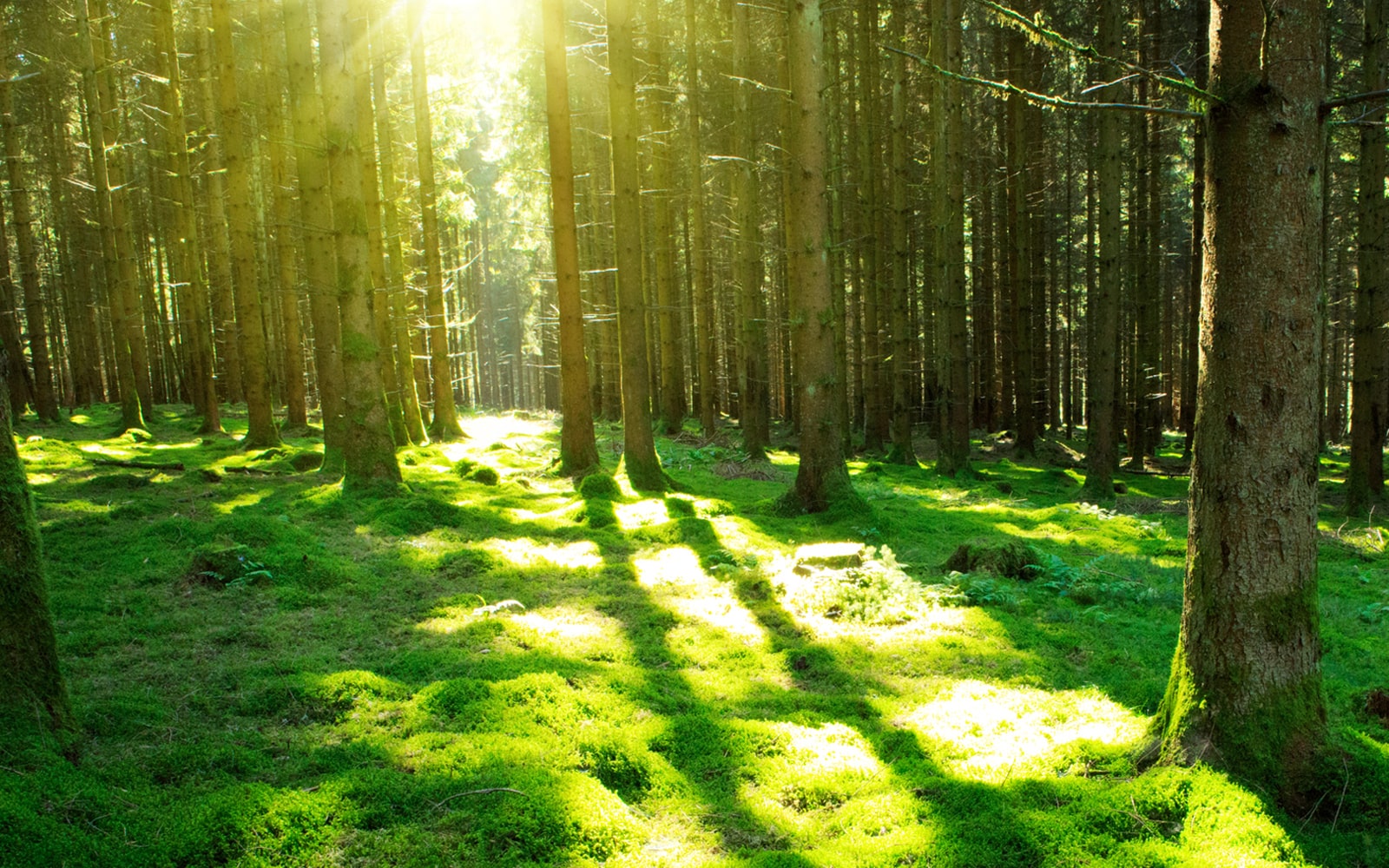 sun shines through the evergreen forest.