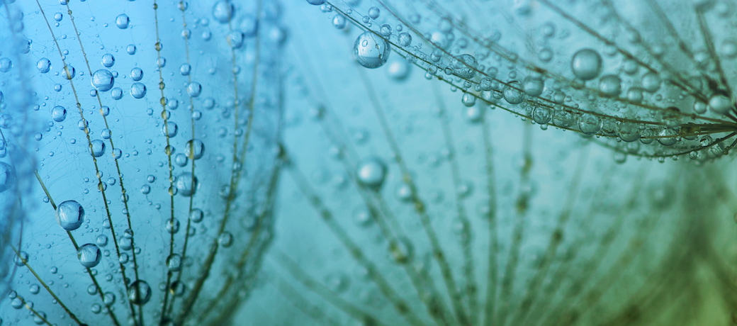 water drops on a web of plants.